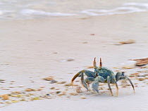 Horned ghost crab (Ocypode ceratophthalma) Wizard Island, Cosmoledo Atoll, Seychelles