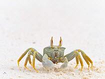 Horned ghost crab (Ocypode ceratophthalma) Wizard Island, Cosmoledo Atoll, Seychelles