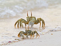Horned ghost crabs (ocypode ceratophthalma) on beach, Wizard Island, Cosmoledo Atoll, Seychelles