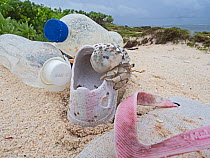 Stawberry hermit crab (Coenobita perlatus) juvenile, climbing over washed up rubbish, plastic bottles and shoes, on beach, Wizard Island, Cosmoledo Atoll, Seychelles
