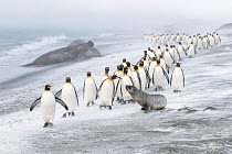 King Penguins (Aptenodytes patagonicus) approached by an Antarctic Fur Seal (Arctocephalus gazella). A few pecks from the penguins caused the seal to retreat. Southern elephant seal (Mirounga leonina)...