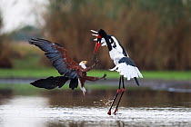African fish eagle (Haliaeetus vocifer) attacking a female Saddle-billed Stork (Ephippiorhyncus senegalensis )trying to steal a fish it has just caught. Liuwa Plains National Park, Zambia