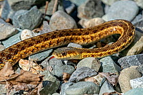 Eastern garter snake (Thamnophis sirtalis) Acadia National Park, Maine, USA. July.