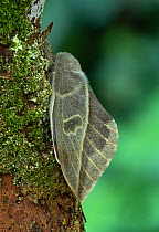 Moth (Leucanella hosmera) on tree trunk, Chiriqui Province, Panama