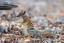 Numbat (Myrmecobius fasciatus) juvenile standing up, Wheatbelt Region, Western Australia.