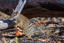Numbat (Myrmecobius fasciatus) juvenile, Wheatbelt Region, Western Australia.