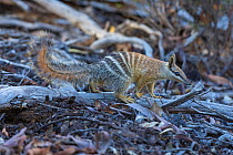 Numbat (Myrmecobius fasciatus), Wheatbelt Region, Western Australia.