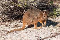 Tammar wallaby (Notamacropus eugenii), Wallaby Island , Western Australia.