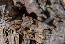 Yellow-footed antechinus (Antechinus flavipes leucogaster) peering out from its den, Wheatbelt Region, Western Australia.