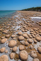 Lake Clifton Thrombolites, Yalgorup National Park, Western Australia. December 2015