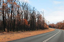 Eucalyptus forest severely damaged by a prescribed burn which was too late in the season and escalated into a wildfire, D&#39;Entrecasteaux National Park, Western Australia. January 2012