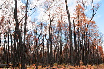 Eucalyptus forest severely damaged by a prescribed burn which was too late in the season and escalated into a wildfire, D&#39;Entrecasteaux National Park, Western Australia. January 2012