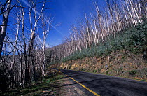 Eucalyptus saplings growing en masse in an alpine forest devastated by wildfires in February, 2003, Alpine National Park, Victoria, Australia. March 2007.