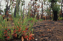 Hairy jugflower (Adenanthos barbiger) burnt to the ground re-sprouting from lignotuber shortly after bushfire, Darling Range, Western Australia. April 2003.