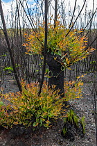Severely burnt Mallee (Eucalyptus sp.) re-sprouting from lignotuber and epicormic buds immediately after bushfire, Walpole Nornalup National Park, Western Australia. February 2009.