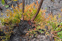 Severely burnt Mallee (Eucalyptus sp.) re-sprouting from lignotuber immediately after bushfire, Walpole Nornalup National Park, Western Australia. February 2009.