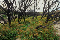 Severely burnt stand of Western Australian peppermint, or Willow myrtle (Agonis flexuosa) re-sprouting from lignotubers after major bushfire, West Cape Howe National Park, Western Australia. April 200...