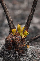 Close up of a severely burnt Red swamp banksia (Banksia occidentalis) re-sprouting from lignotuber immediately after bushfire, Walpole Nornalup National Park, Western Australia. February 2009.