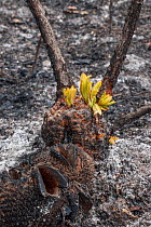 Severely burnt Red swamp banksia (Banksia occidentalis) re-sprouting from lignotuber immediately after bushfire, Walpole Nornalup National Park, Western Australia. February 2009.