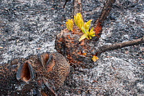 Severely burnt Red swamp banksia (Banksia occidentalis) re-sprouting from lignotuber immediately after bushfire, Walpole Nornalup National Park, Western Australia. February 2009.