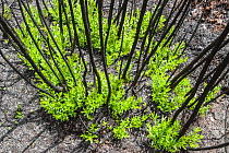 Severely burnt shrubs re-sprouting from lignotubers shortly after bushfire, Walpole Nornalup National Park, Western Australia. February 2009.