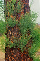 Severely burnt Rock sheoak (Allocasuarina huegeliana) re-sprouting from epicormic buds after major bushfire, Mount Cooke, Darling Range, Western Australia. April 2003.