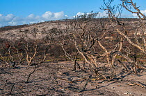 Vegetation devastated by bushfire in December 2011, near Gracetown, Leeuwin-Naturaliste National Park, Western Australia. January 2012.