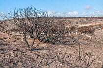 Vegetation devastated by bushfire in December 2011, near Gracetown, Leeuwin-Naturaliste National Park, Western Australia. January 2012.