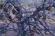 Red lantern banksia (Banksia caleyi), a pyrophile which opens its cones to release seeds only after a fire, Stirling Range National Park, Western Australia, October 2002.