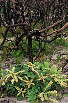 Severely burnt Bull banksia (Banksia grandis) re-sprouting from lignotuber after major bushfire, West Cape Howe National Park, Western Australia, April 2002.
