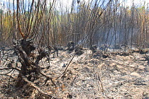 Burning Peat Swamp - an area accidentally burnt in a prescribed burn program. Peat swamps burn extremely slowly over several months after the bushfire in surrounding areas has been extinguished. As th...