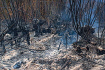 Burning Peat Swamp - an area accidentally burnt in a prescribed burn program. Peat swamps burn extremely slowly over several months after the bushfire in surrounding areas has been extinguished. As th...