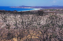 Proteaceous coastal heathland (an exclusive habitat of two critically endangered wildlife species) devastated by prescribed burn that went horribly wrong, Fitgerald River National Park, South East Coa...