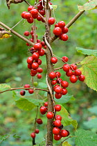 Black bryony berries (Dioscorea / Tamus communis) on climbing stems in woodland, GWT Lower Woods reserve, Gloucestershire, UK, October.