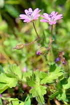 Dove&#39;s-foot cranesbill (Geranium molle) flowering in a meadow, Suffolk, UK, May.