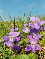 Hairy violet (Viola hirta) clump flowering in a chalk grassland meadow, Wiltshire, UK, March.