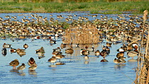 Dense mixed flock of Common Teal (Anas crecca) and Wigeon (Anas penelope), Northern shoveler (Anas clypeata), Mallard (Anas platyrhynchos) and Gadwall (Anas strepera) standing and swimming on partiall...