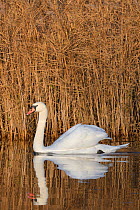 Mute swan (Anas clypeata) cob reflected in calm water as it swims past a dense stand of Common reeds (Phragmites australis) in flooded marshland, RSPB Ham Wall reserve, Somerset Levels, UK, December.