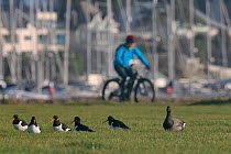 Cyclist passing a group of Oystercatchers (Haematopus ostralegus) and a Brent goose (Branta bernicla) resting on damp grassland in a harbourside urban park, Poole, Dorset, UK, December.