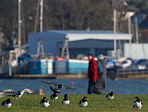 People walking past a group of Oystercatchers (Haematopus ostralegus) landing to rest on damp grassland in a harbourside urban park, Poole, Dorset, UK, December.