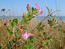Common restharrow (Ononis repens) flowering in coastal sand dunes, Oxwich, The Gower, Wales, UK, August.