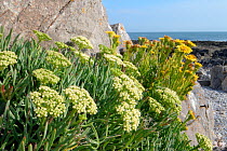 Rock samphire / Sea Fennel (Crithmum maritimum) and Golden samphire (Inula crithmoides) clumps flowering among coastal rocks above the high tide line, Rhossili, The Gower, Wales, UK, August.