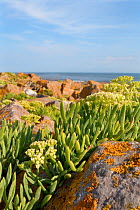 Rock samphire / Sea Fennel (Crithmum maritimum) clumps flowering among coastal rocks encrusted with Common orange lichen (Xanthoria parietina), Rhossili, The Gower, Wales, UK, August.