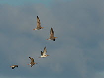 Small flock of Ruff (Philomachus / Calidris pugnax) in flight overhead, Gloucestershire, UK, November.