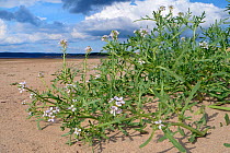 Sea rocket (Cakile maritima) clump with pale pink flowers high on a sandy beach on low sand dunes, Whiteford Sands, the Gower, Wales, UK, August.