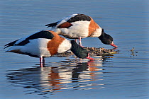 Common shelduck pair (Tadorna tadorna) standing and drinking in the margins of a shallow lake, Gloucestershire, UK, November.