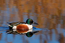 Northern shoveler drake (Anas clypeata) reflected in calm water as it swims near reeds in flooded marshland, RSPB Ham Wall reserve, Somerset Levels, UK, December.