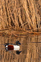 Northern shoveler drake (Anas clypeata) reflected in calm water as it swims past a dense stand of Common reeds (Phragmites australis) in flooded marshland, RSPB Ham Wall reserve, Somerset Levels, UK,...