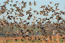 Dense flock of Common teal (Anas crecca), Wigeon (Anas penelope) and a few Northern shoveler (Anas clypeata) flying over flooded marshes in winter, RSPB Greylake Nature Reserve, Somerset Levels, UK, D...
