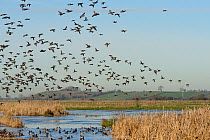 Dense flock of Common teal (Anas crecca) with a few Wigeon (Anas penelope) and Northern shoveler (Anas clypeata) in flight over others resting on partly frozen flooded marshes, RSPB Greylake Nature Re...
